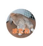ぺろちゃんのおうち（個別スタンプ：40）