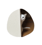 白猫オッドアイのぴの（個別スタンプ：14）