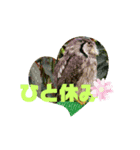 kokoro friend（個別スタンプ：3）