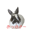 うちのうさぎ！（個別スタンプ：1）