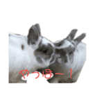 うちのうさぎ！（個別スタンプ：2）