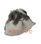 うちのうさぎ！（個別スタンプ：5）