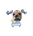 堤家のわんこスタンプ2（個別スタンプ：16）