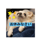 さくらスタンプin櫻井家（個別スタンプ：1）