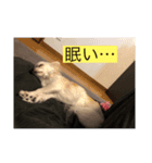 さくらスタンプin櫻井家（個別スタンプ：2）