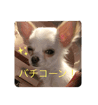 さくらスタンプin櫻井家（個別スタンプ：6）