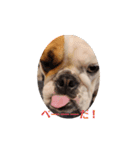 愛しのブルドッグ❤️（個別スタンプ：5）