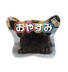 堤家のわんこスタンプ（個別スタンプ：1）