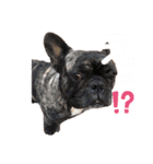 堤家のわんこスタンプ（個別スタンプ：7）