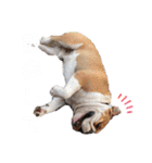 堤家のわんこスタンプ（個別スタンプ：11）