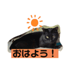 尾崎家のにゃんこ（個別スタンプ：1）