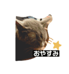 尾崎家のにゃんこ（個別スタンプ：2）