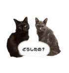 尾崎家のにゃんこ（個別スタンプ：3）