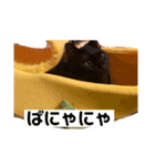 尾崎家のにゃんこ（個別スタンプ：6）