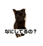 尾崎家のにゃんこ（個別スタンプ：12）