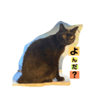 尾崎家のにゃんこ（個別スタンプ：13）