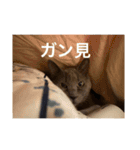 尾崎家のにゃんこ（個別スタンプ：14）