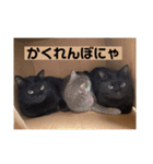 尾崎家のにゃんこ（個別スタンプ：15）