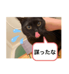 尾崎家のにゃんこ（個別スタンプ：16）