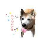 ティートと愉快な仲間たち☆（個別スタンプ：16）