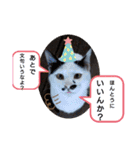 にゃー子と友達のスタンプ3（個別スタンプ：1）