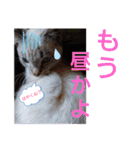 にゃー子と友達のスタンプ3（個別スタンプ：4）