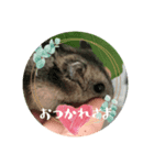 ほっこりジャンガリアン（個別スタンプ：6）