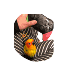 ぽんちゃん(コガネメキシコインコ)（個別スタンプ：1）