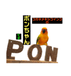 ぽんちゃん(コガネメキシコインコ)（個別スタンプ：2）