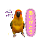 ぽんちゃん(コガネメキシコインコ)（個別スタンプ：3）