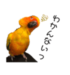 ぽんちゃん(コガネメキシコインコ)（個別スタンプ：4）