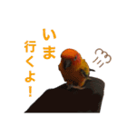 ぽんちゃん(コガネメキシコインコ)（個別スタンプ：5）