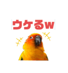 ぽんちゃん(コガネメキシコインコ)（個別スタンプ：6）