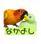 ぽんちゃん(コガネメキシコインコ)（個別スタンプ：7）