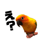 ぽんちゃん(コガネメキシコインコ)（個別スタンプ：9）