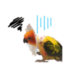 ぽんちゃん(コガネメキシコインコ)（個別スタンプ：10）