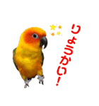 ぽんちゃん(コガネメキシコインコ)（個別スタンプ：11）