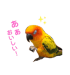 ぽんちゃん(コガネメキシコインコ)（個別スタンプ：12）