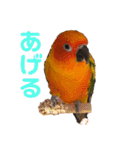 ぽんちゃん(コガネメキシコインコ)（個別スタンプ：14）