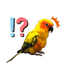 ぽんちゃん(コガネメキシコインコ)（個別スタンプ：15）
