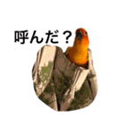 ぽんちゃん(コガネメキシコインコ)（個別スタンプ：16）