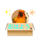 ぽんちゃん(コガネメキシコインコ)（個別スタンプ：17）