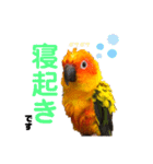 ぽんちゃん(コガネメキシコインコ)（個別スタンプ：18）