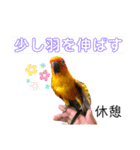 ぽんちゃん(コガネメキシコインコ)（個別スタンプ：19）