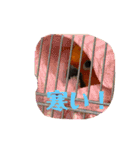 ぽんちゃん(コガネメキシコインコ)（個別スタンプ：20）