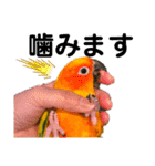 ぽんちゃん(コガネメキシコインコ)（個別スタンプ：21）