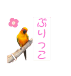 ぽんちゃん(コガネメキシコインコ)（個別スタンプ：22）