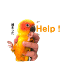 ぽんちゃん(コガネメキシコインコ)（個別スタンプ：23）