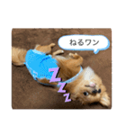 蘭丸くん リアルバージョン1（個別スタンプ：3）