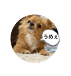 蘭丸くん リアルバージョン1（個別スタンプ：5）